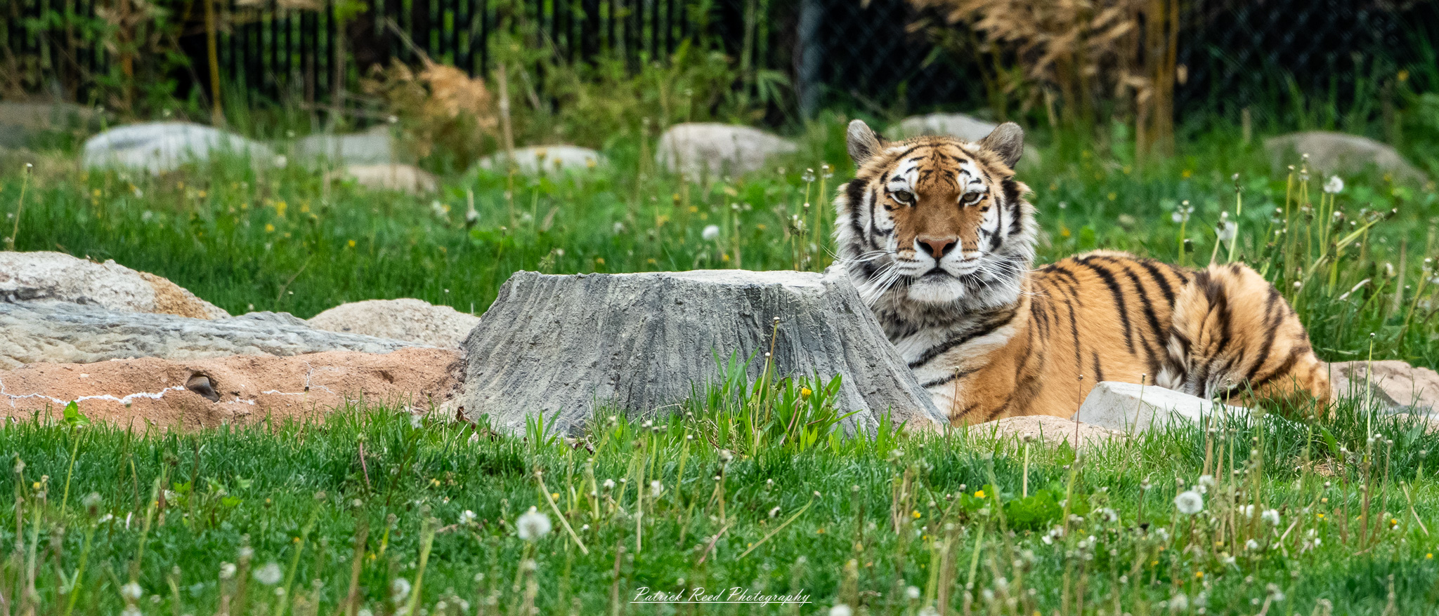 Bengal tiger resting in shaded enclosure at the Detroit Zoo